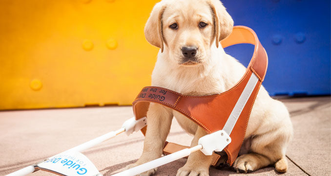 how long to train a guide dog