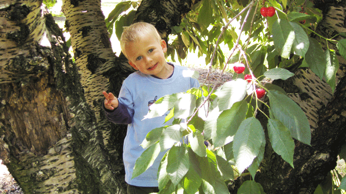 Pick your own at Lodi Blooms – San Joaquin Magazine